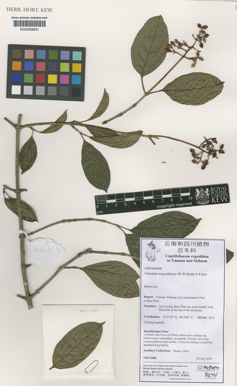 Viburnum tengyuehense