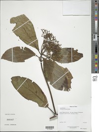 Viburnum ternatum