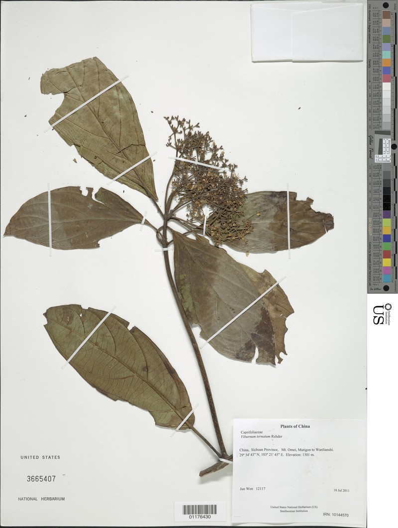 Viburnum ternatum