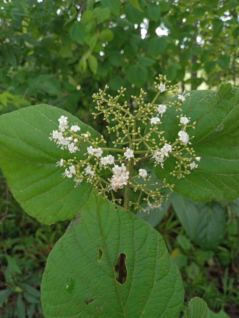 Viburnum tiliifolium photo 2
