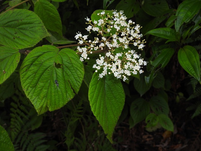 Viburnum tiliifolium photo 3