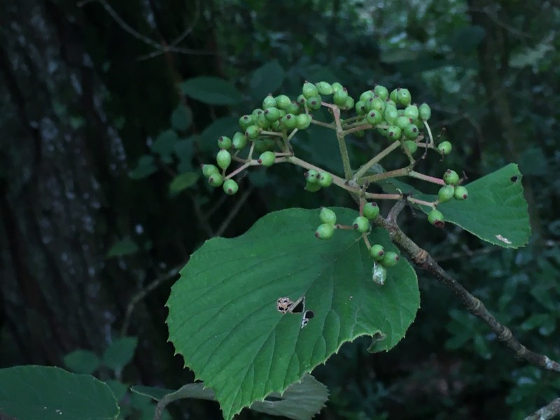 Viburnum tiliifolium photo 4