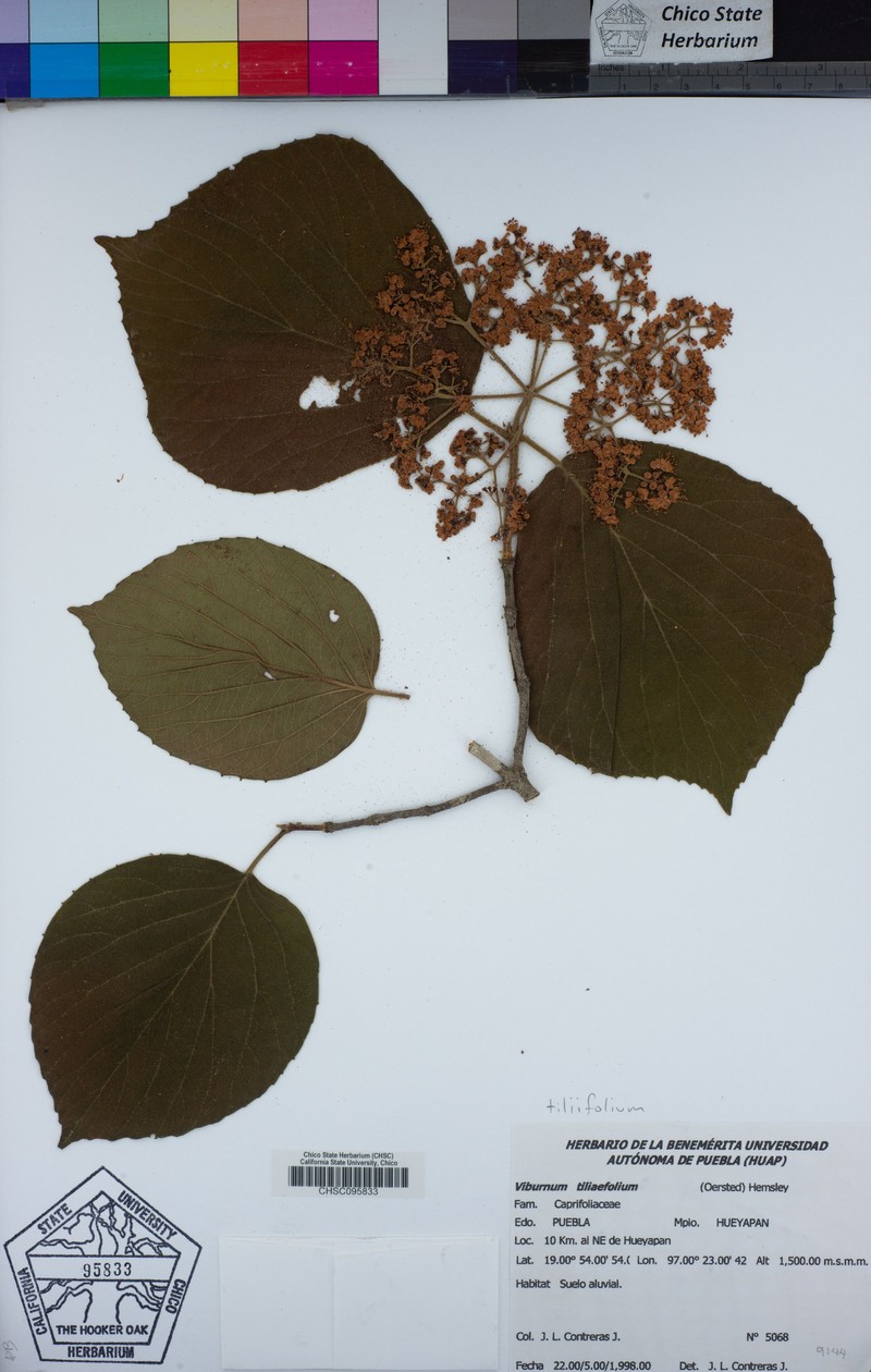 Viburnum tiliifolium photo 5