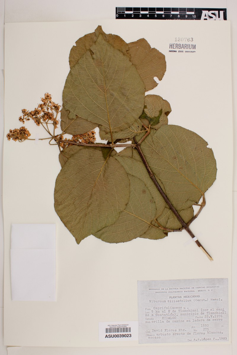 Viburnum tiliifolium photo 6