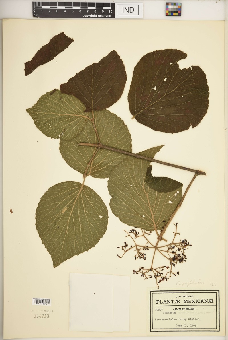Viburnum tiliifolium photo 7