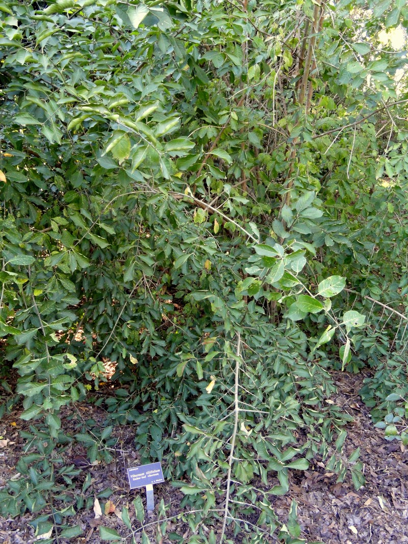 Viburnum tiliifolium