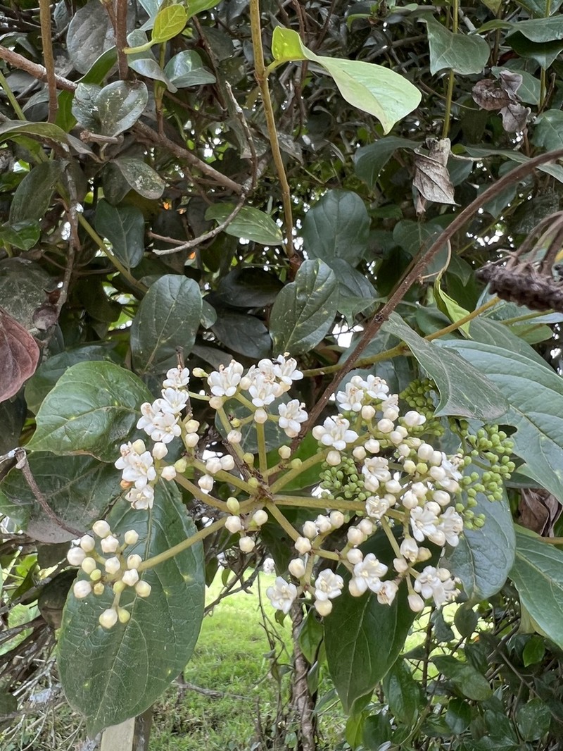 Viburnum tinoides photo 2