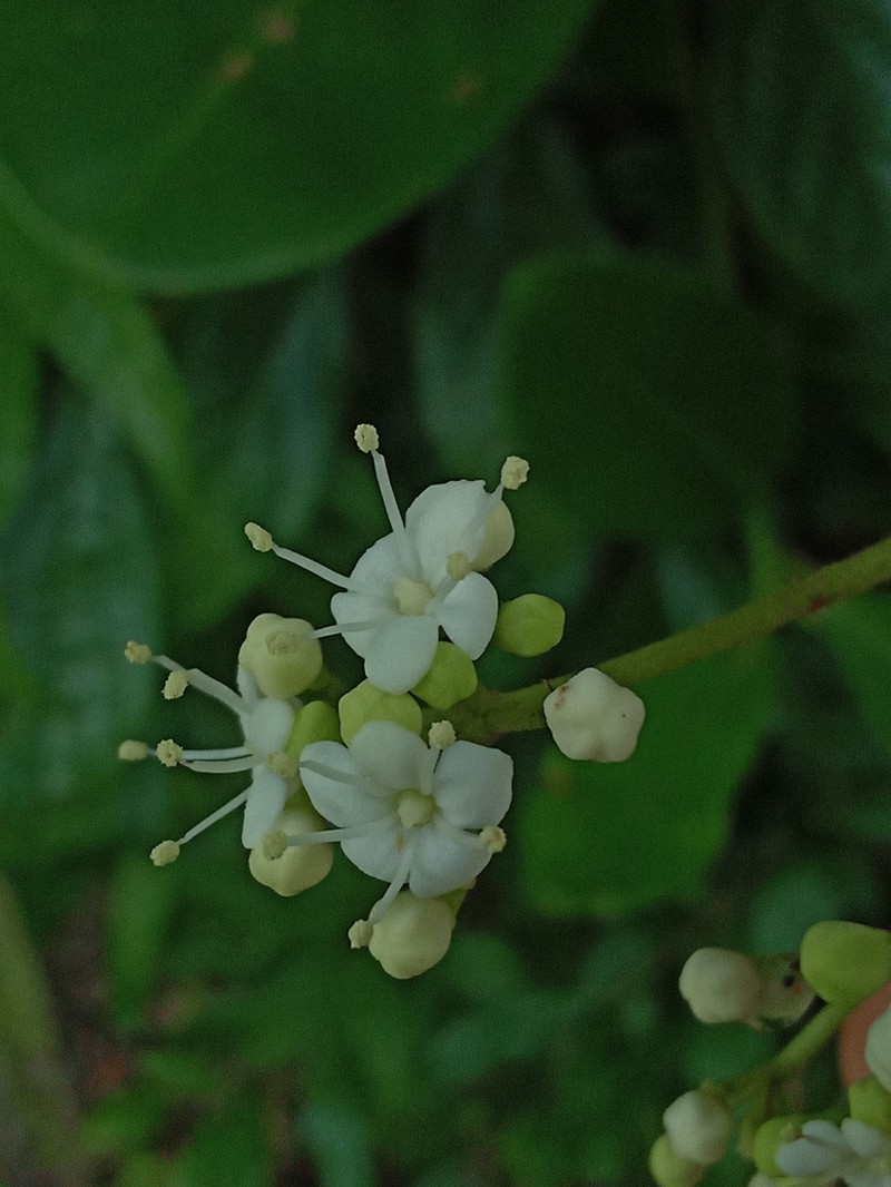 Viburnum tinoides photo 3