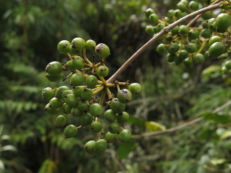 Viburnum tinoides photo 4
