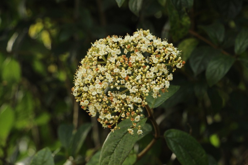 Viburnum tinoides photo 5