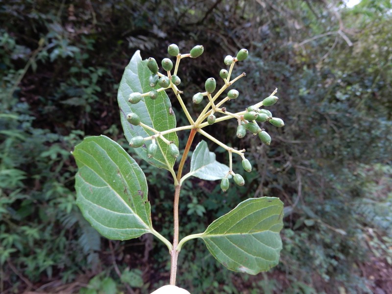 Viburnum tinoides photo 6