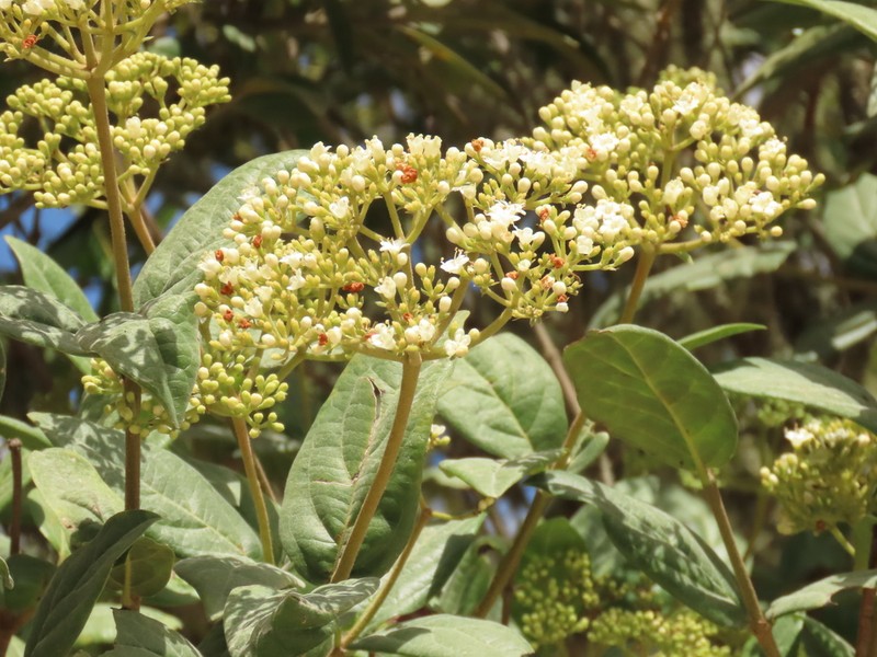 Viburnum tinoides photo 7