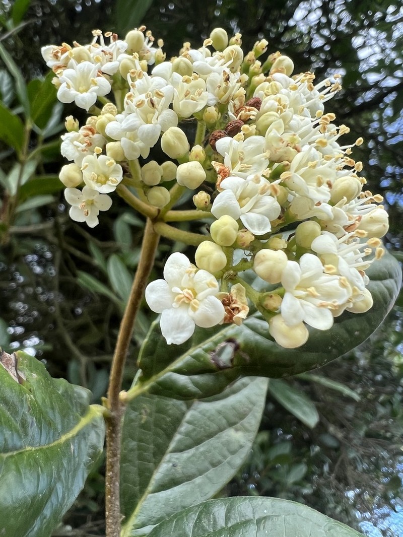 Viburnum tinoides photo 8