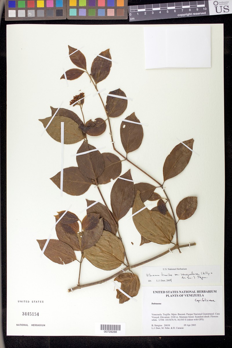 Viburnum tinoides var. venezuelense
