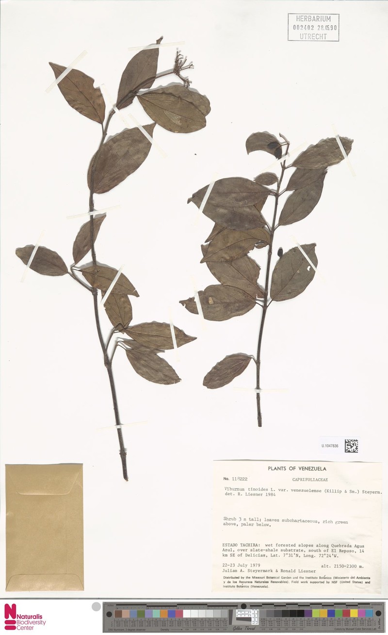 Viburnum tinoides var. venezuelense photo 2