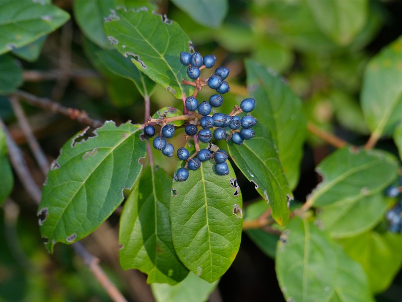 Laurustinus photo 7