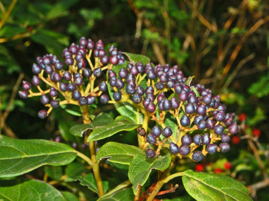 Laurustinus photo 3