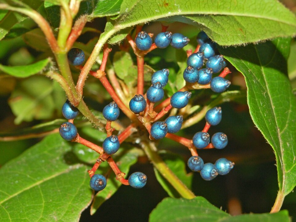 Laurustinus photo 4