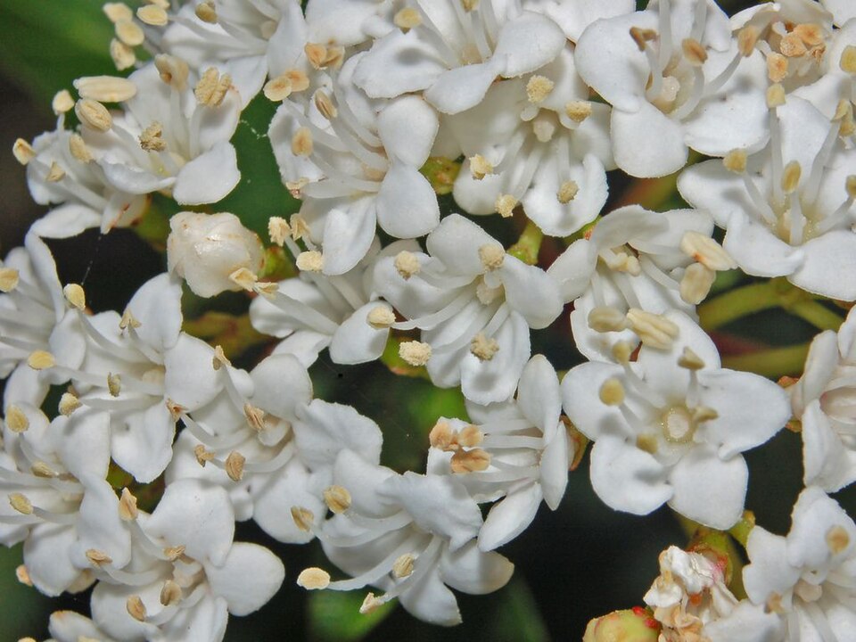Laurustinus photo 5