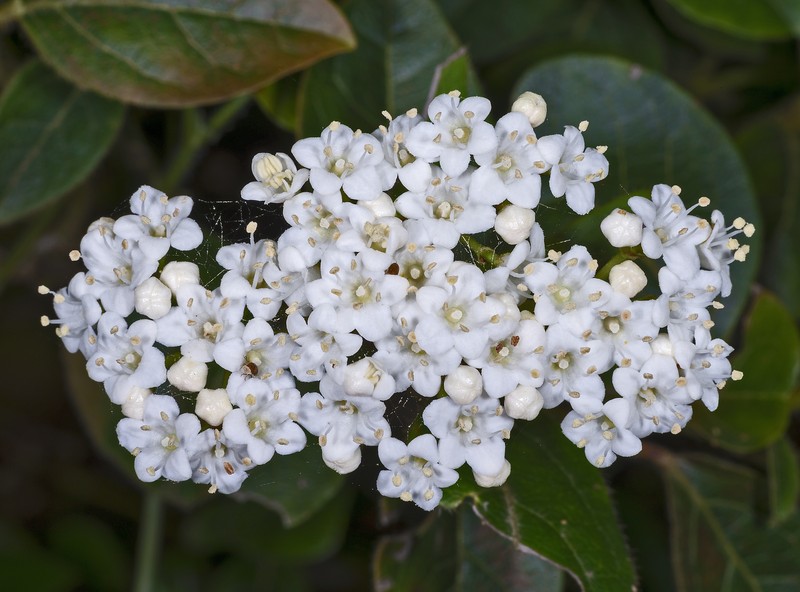 Laurustinus photo 2