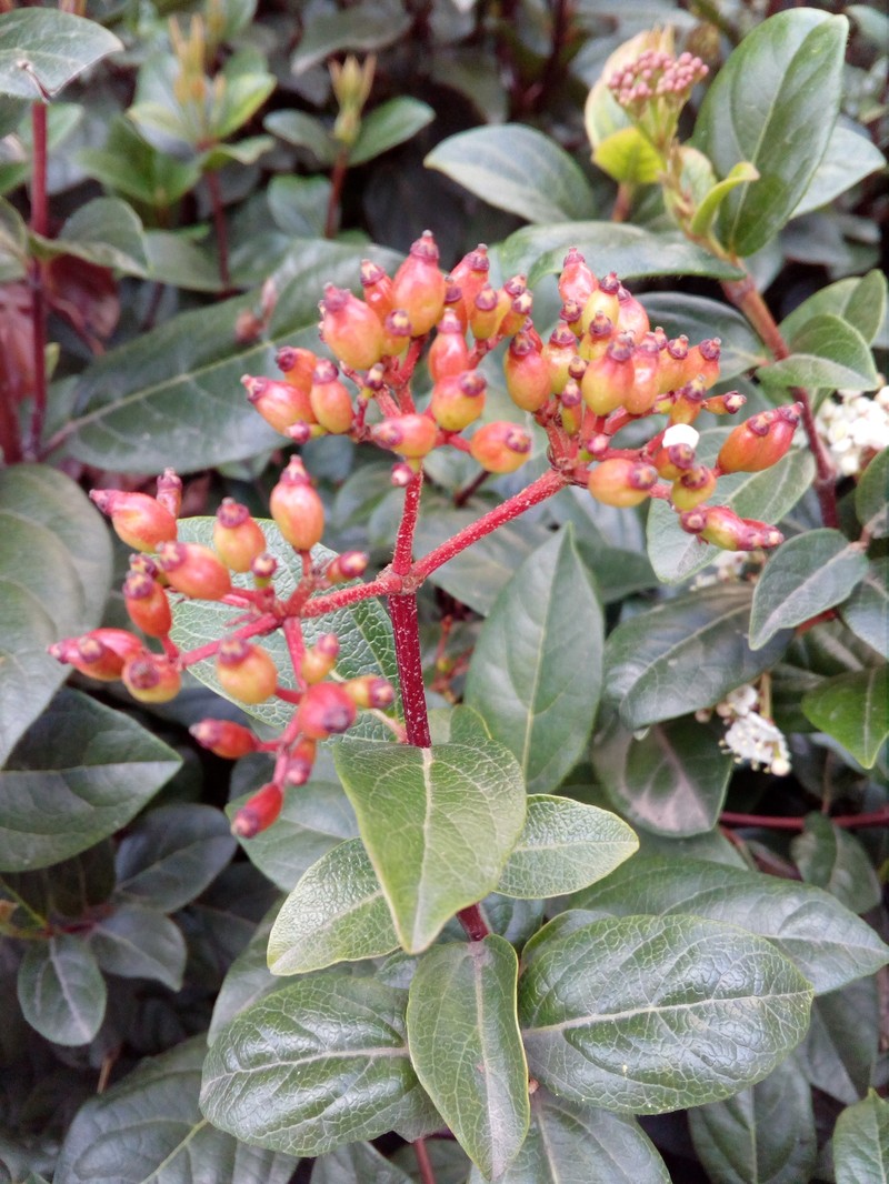 Laurustinus photo 8