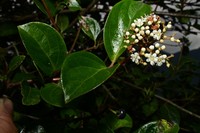 Viburnum toronis