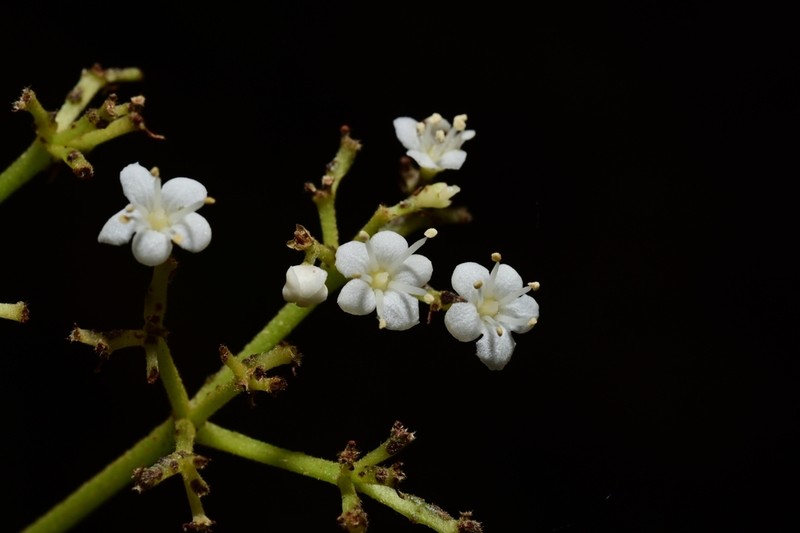 Viburnum toronis photo 2