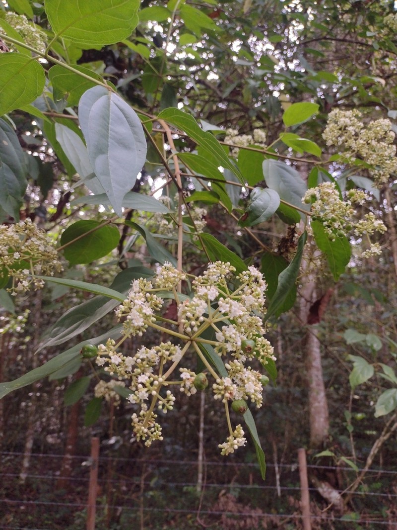 Viburnum toronis photo 3