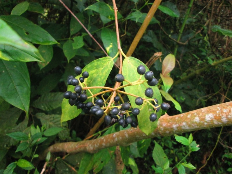 Viburnum toronis photo 4