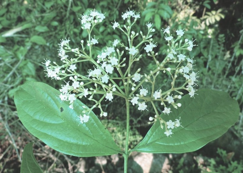 Viburnum toronis photo 5