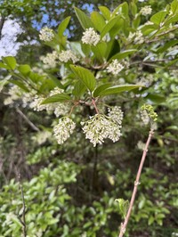 Viburnum trabeculosum
