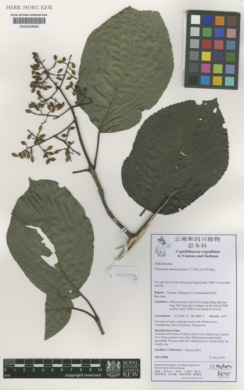 Viburnum trabeculosum photo 4