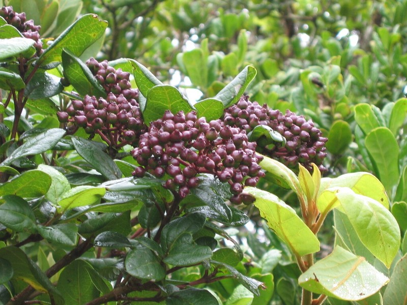 Viburnum treleasei photo 2