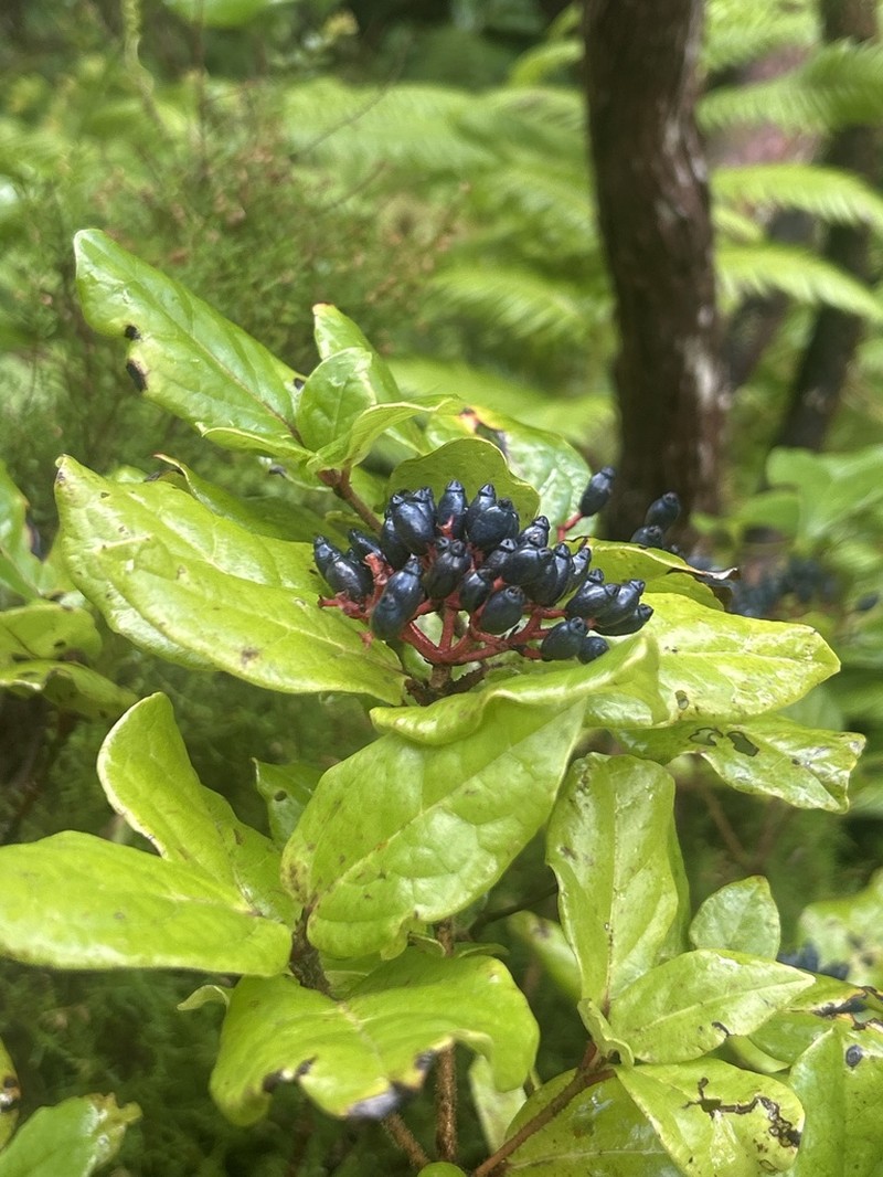 Viburnum treleasei photo 3