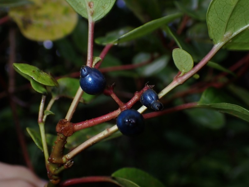 Viburnum treleasei photo 4