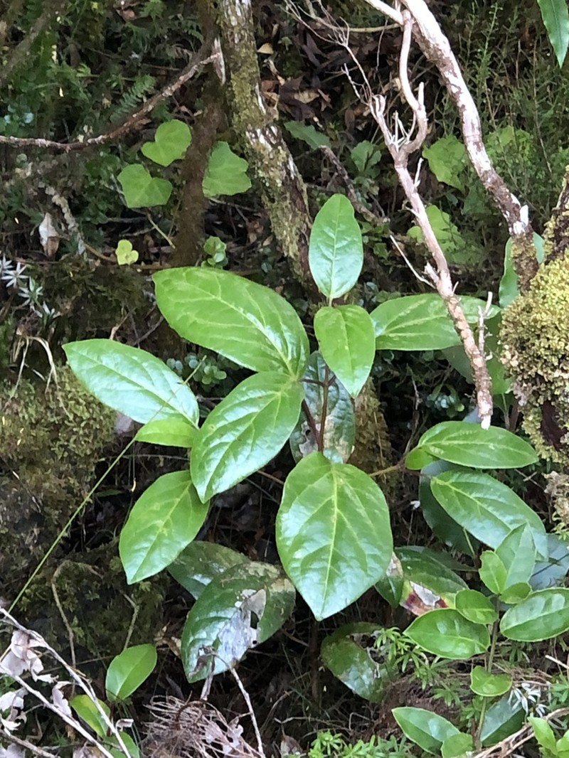 Viburnum treleasei photo 5