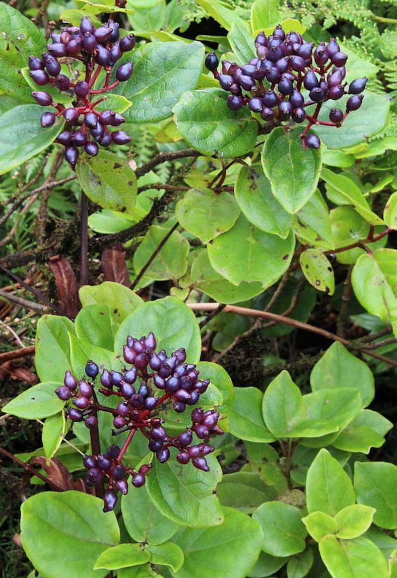 Viburnum treleasei photo 6