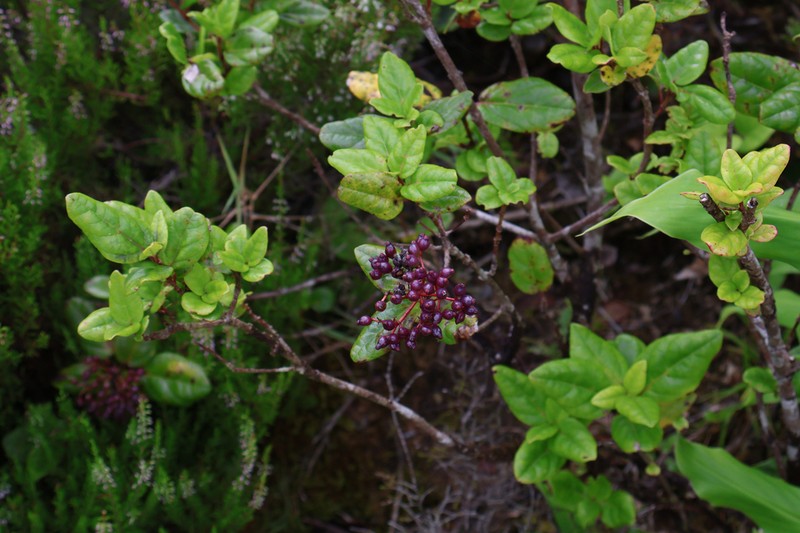 Viburnum treleasei photo 8