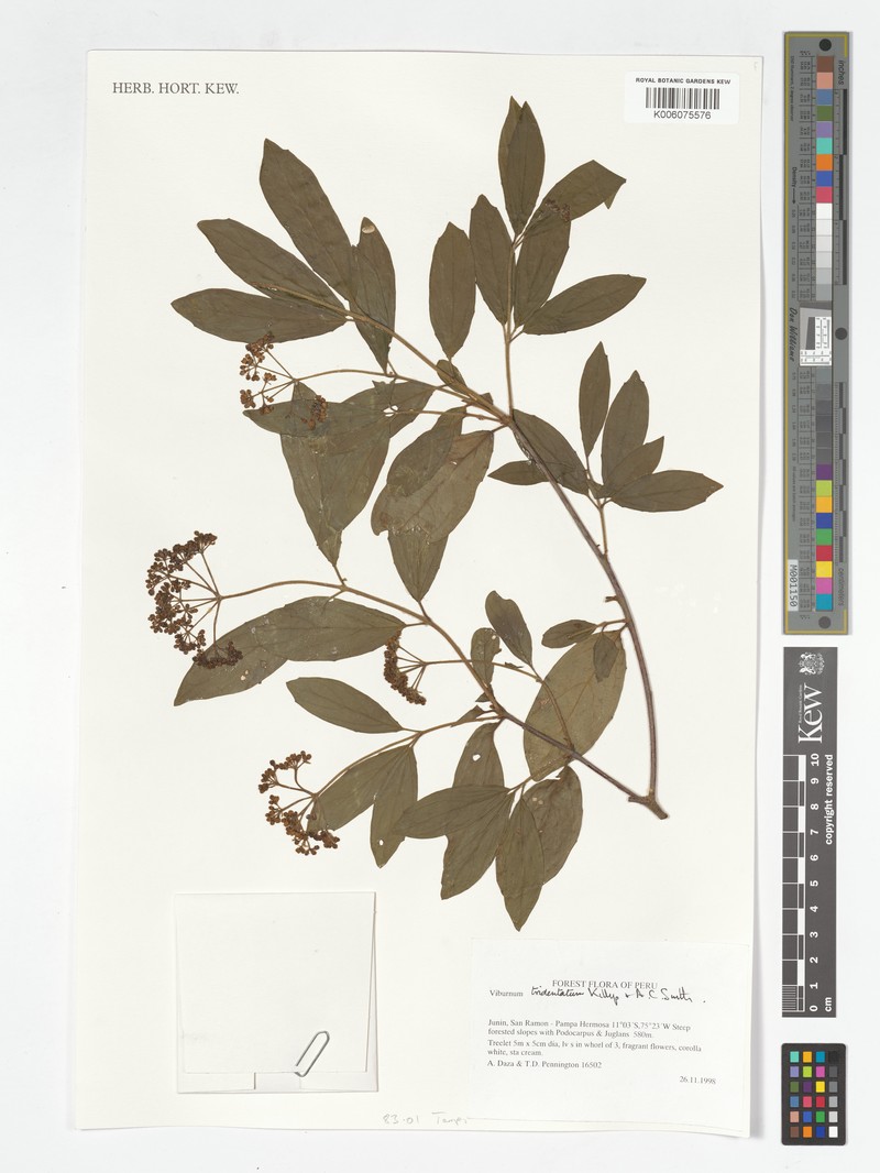 Viburnum tridentatum photo 2