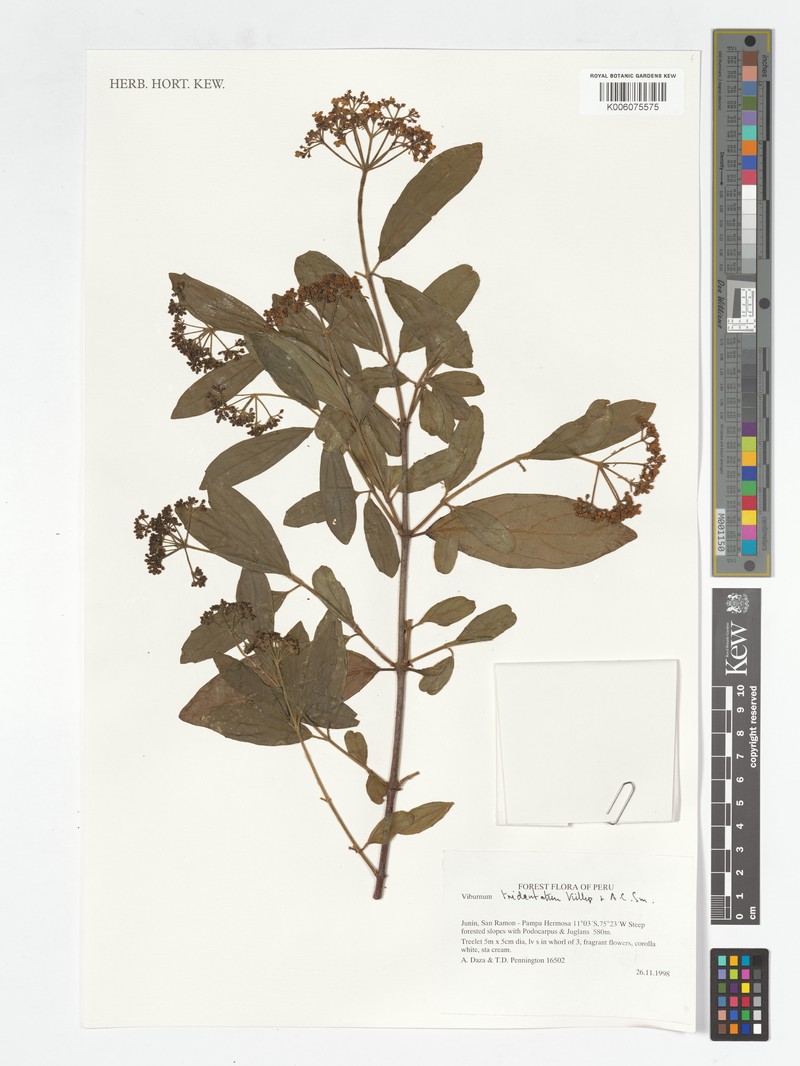 Viburnum tridentatum photo 3