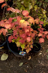Viburnum trilobum