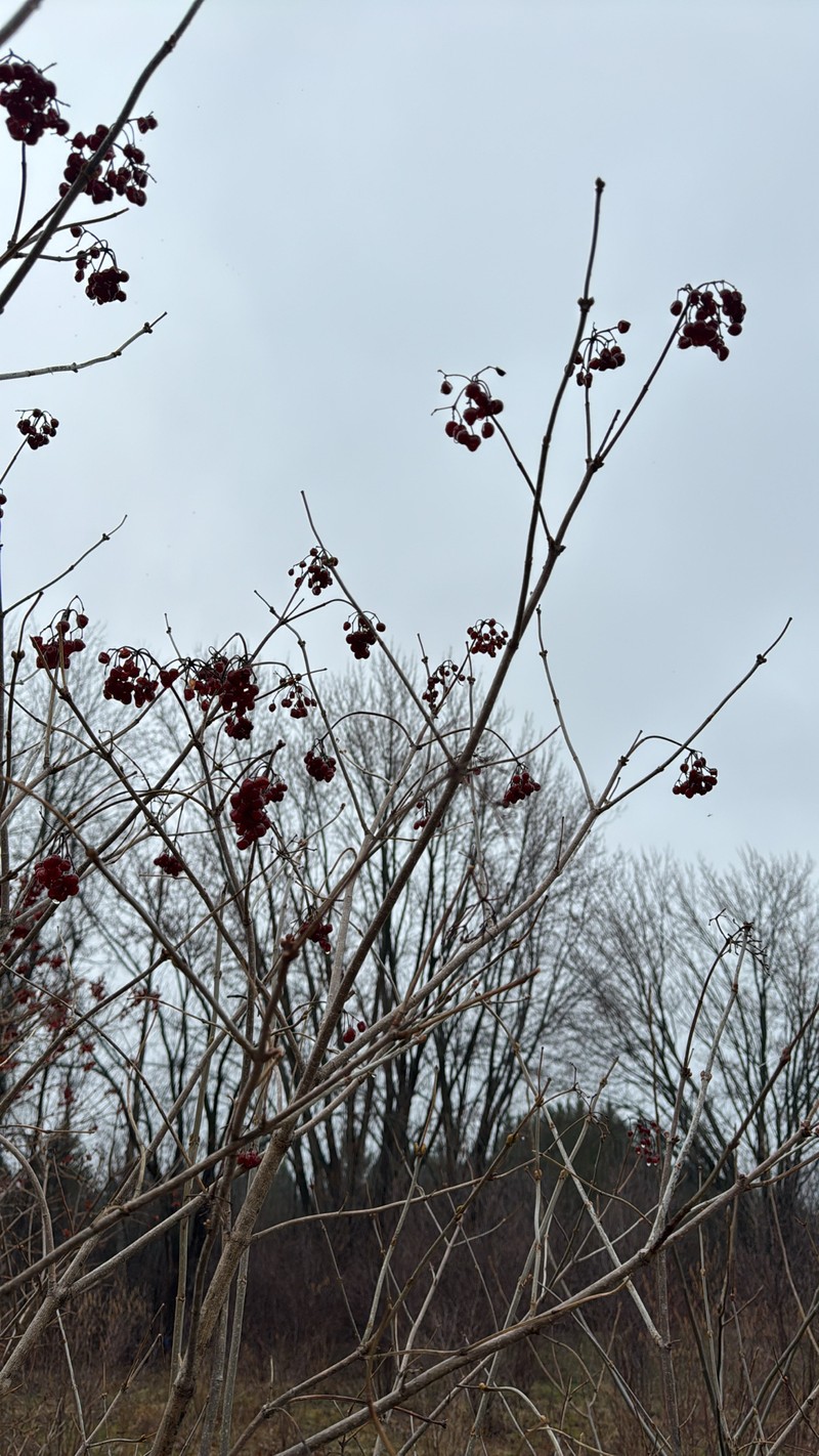 Viburnum trilobum photo 2