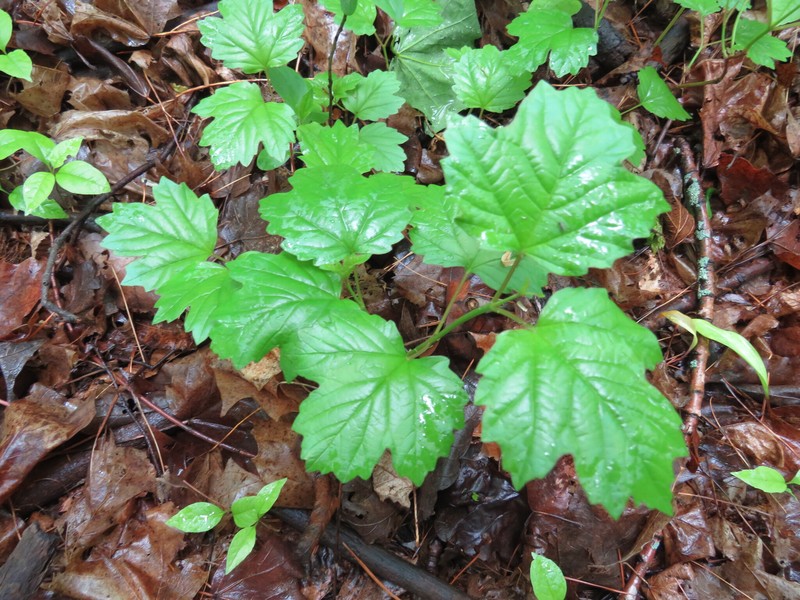 Viburnum trilobum photo 7