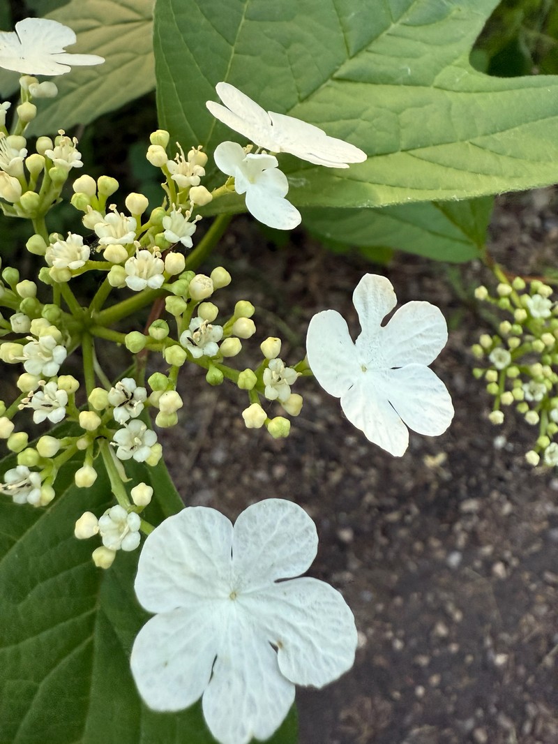 Viburnum trilobum photo 8