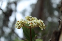 Viburnum triphyllum