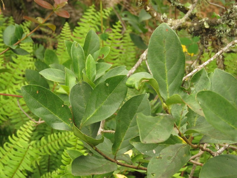 Viburnum triphyllum photo 2