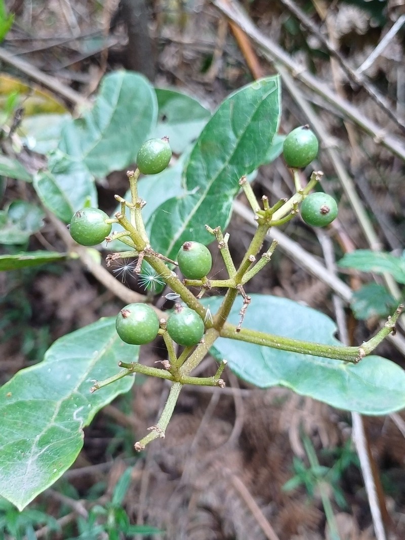 Viburnum triphyllum photo 3