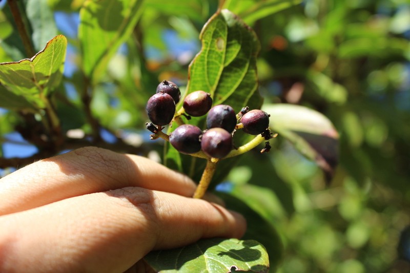 Viburnum triphyllum photo 4