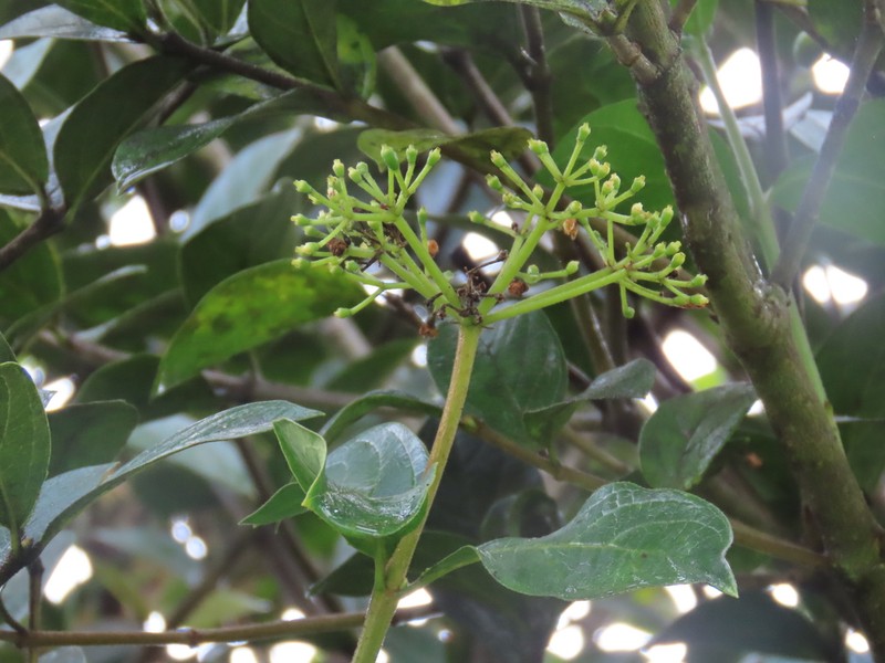 Viburnum triphyllum photo 5