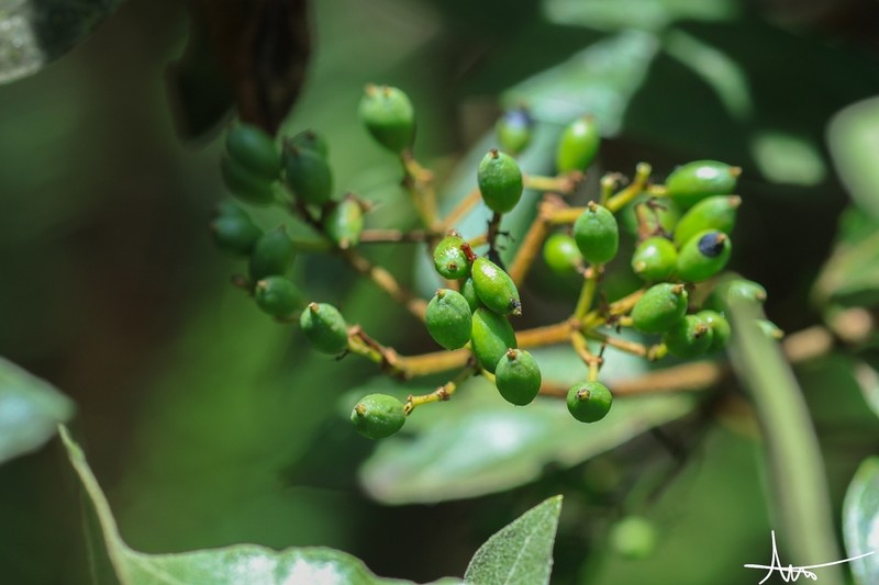 Viburnum triphyllum photo 6